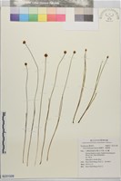 桃園草、黃穀精藏品圖，第1張