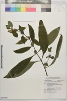 大安水蓑衣藏品圖，第1張