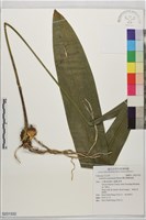霧社蜘蛛抱蛋藏品圖，第1張