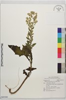 裂葉艾納香藏品圖，第1張