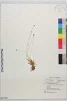 南投穀精草藏品圖，第1張