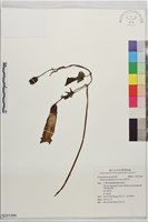 碗仔花藏品圖，第1張