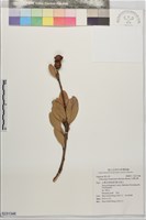台灣石櫟藏品圖，第1張