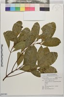 降真香藏品圖，第1張