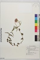 華薊藏品圖，第1張