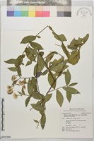 大頭艾納香藏品圖，第1張
