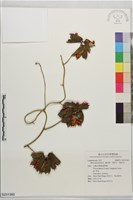 雞母珠、相思子、相思豆藏品圖，第1張