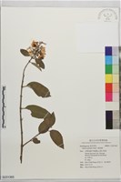 大葉溲疏藏品圖，第1張