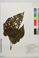 出雲山秋海棠藏品圖，第1張