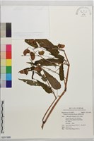 臺灣秋海棠藏品圖，第1張