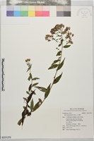 山白蘭藏品圖，第1張