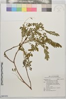 假大青藍藏品圖，第1張