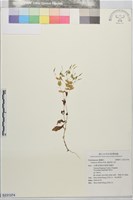 鋪地穿心草藏品圖，第1張