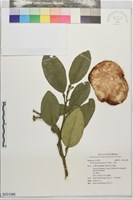 斗柚藏品圖，第1張