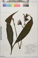 黃鶴頂蘭、黃花鶴頂蘭藏品圖，第1張