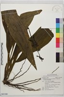 黃苞根節蘭藏品圖，第1張