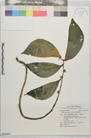 食用樓梯草藏品圖，第1張