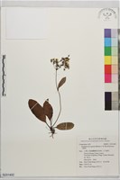 刀傷草藏品圖，第1張