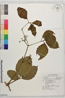 蘭嶼崖爬藤藏品圖，第1張