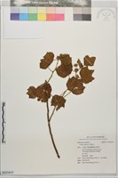 野棉花藏品圖，第1張