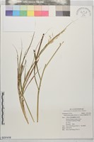 歧穗臭根子草藏品圖，第1張
