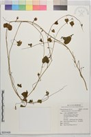野牽牛藏品圖，第1張