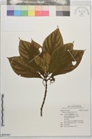 貝木藏品圖，第1張