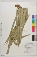 割雞芒、臺灣割雞藏品圖，第1張