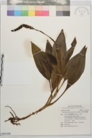 穗花斑葉蘭藏品圖，第1張