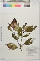 小花蛇根草藏品圖，第1張