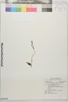 白花線柱蘭藏品圖，第1張