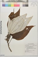 蘭嶼水絲麻藏品圖，第1張