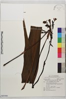 紫苞舌蘭、紫蘭藏品圖，第1張