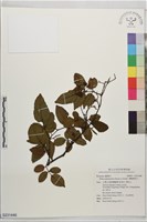 薄瓣懸鉤子藏品圖，第1張