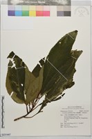 雄胞囊草、槳果苣苔藏品圖，第1張