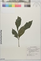 蘭嶼堅木藏品圖，第1張