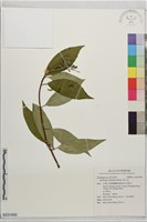華八仙藏品圖，第1張