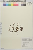 東方肉穗野牡丹藏品圖，第1張