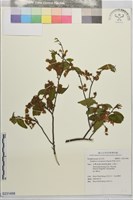 阿里山灰木藏品圖，第1張