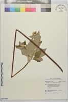 白頭翁藏品圖，第1張