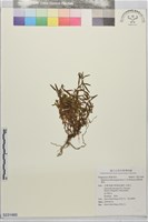 闊柱柳葉菜藏品圖，第1張
