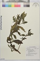 鱧腸藏品圖，第1張