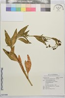 光葉水菊藏品圖，第1張