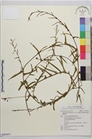 戟葉菜欒藤藏品圖，第1張