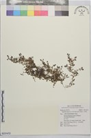小牙草藏品圖，第1張