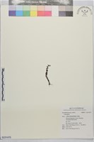 登錄號:S231475藏品圖，第1張