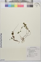 細齒水蛇麻藏品圖，第1張