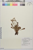 石蓯蓉藏品圖，第1張