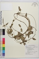 木防己藏品圖，第1張