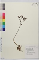 燈籠草藏品圖，第1張